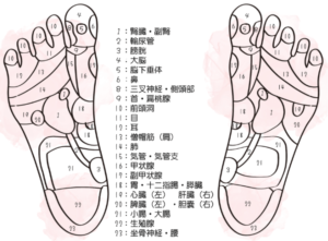 ワンドマユ(足裏の反射区図)