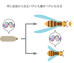 アミノアップ様