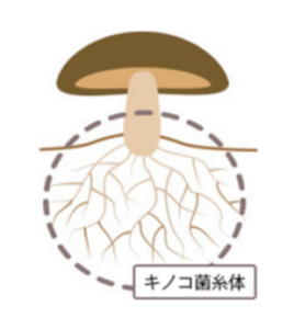 アミノアップ作成(アミノアップが開発したサプリメント素材「AHCC」は、キノコの菌糸体を長期液体培養してつくられる。)